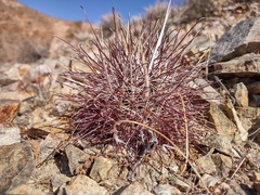 Sclerocactus polyancistrus