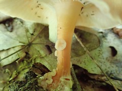 Carcinomyces effibulatus