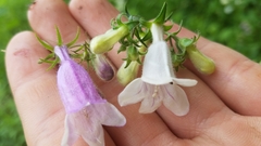 Penstemon calycosus