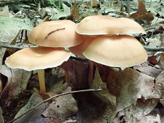 Carcinomyces effibulatus