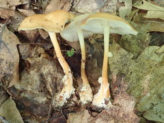 Carcinomyces effibulatus