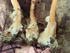 Carcinomyces effibulatus