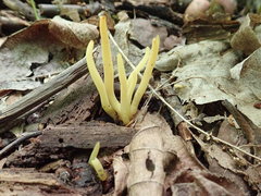 Clavaria amoenoides