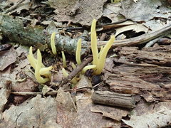 Clavaria amoenoides