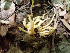 Clavaria amoenoides