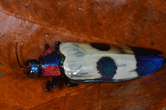 Chrysochroa buqueti
