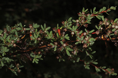 Leptospermum glaucescens