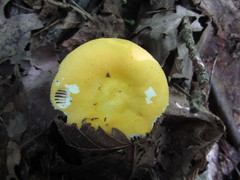 Russula lutea