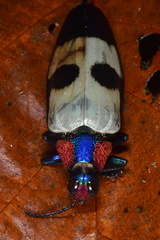 Chrysochroa buqueti