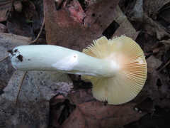 Russula lutea