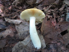 Russula lutea