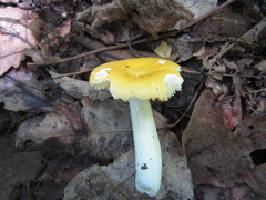 Russula lutea