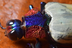 Chrysochroa buqueti