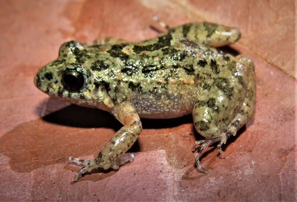 Goiás Tropical Bullfrog