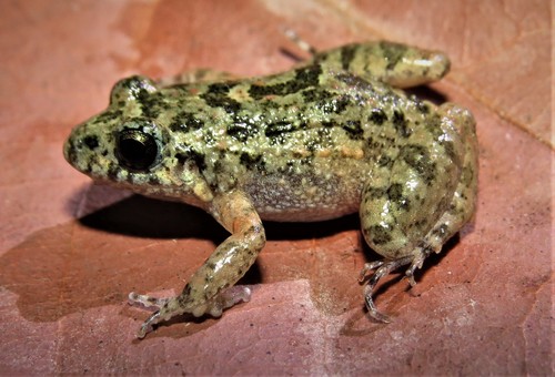 Goiás Tropical Bullfrog