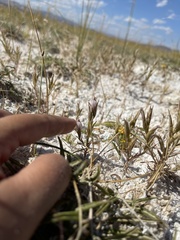 Chloropyron tecopense