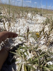 Chloropyron tecopense