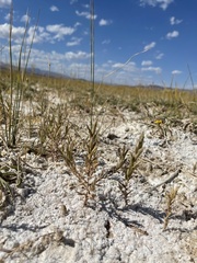 Chloropyron tecopense