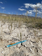 Chloropyron tecopense