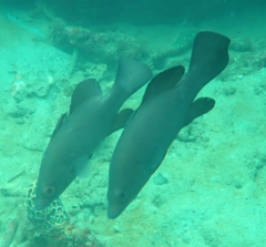 Psammoperca datnioides