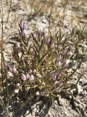 Chloropyron tecopense