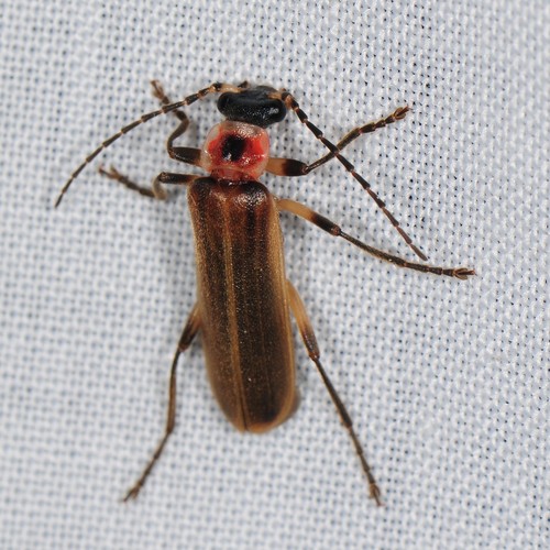 Appendiculate Soldier Beetle