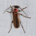 Podabrus appendiculatus - Photo (c) Jason M Crockwell, some rights reserved (CC BY-NC-ND), uploaded by Jason M Crockwell