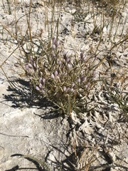 Chloropyron tecopense