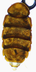 Eurypauropus spinosus