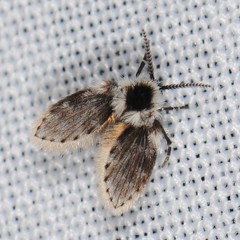 Lepiseodina conspicua