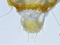 Eurypauropus spinosus