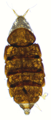 Eurypauropus spinosus
