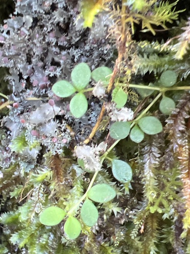 Peperomia robustior