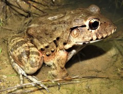 Leptodactylus labyrinthicus