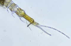 Eurypauropus spinosus