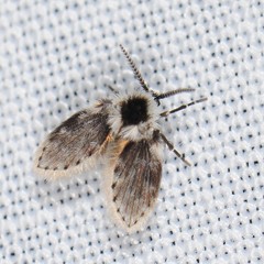 Lepiseodina conspicua