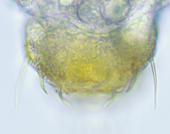 Eurypauropus spinosus