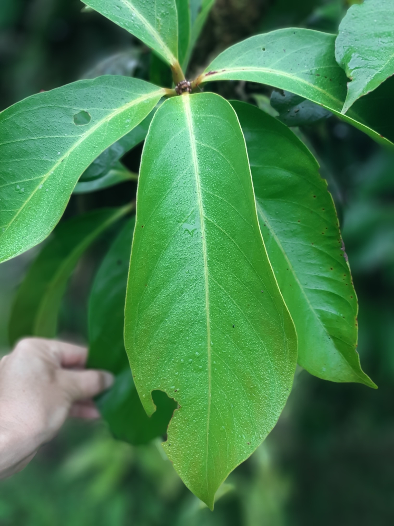 Syzygium malaccense image