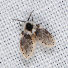 Lepiseodina conspicua