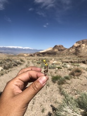 Erythranthe calcicola