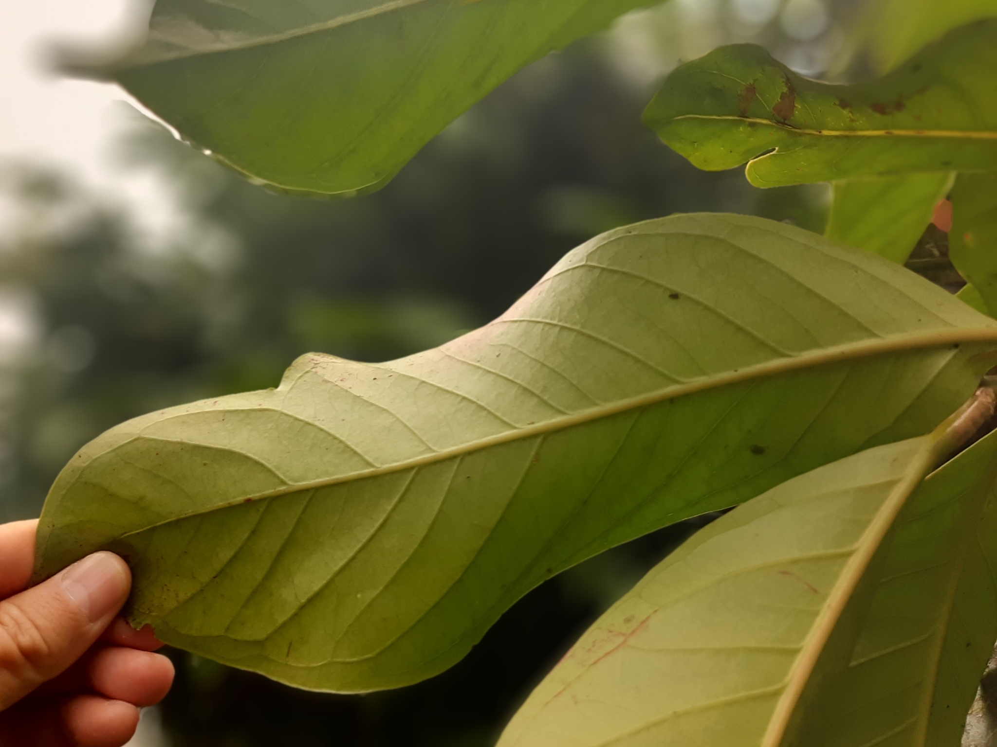 Syzygium malaccense image