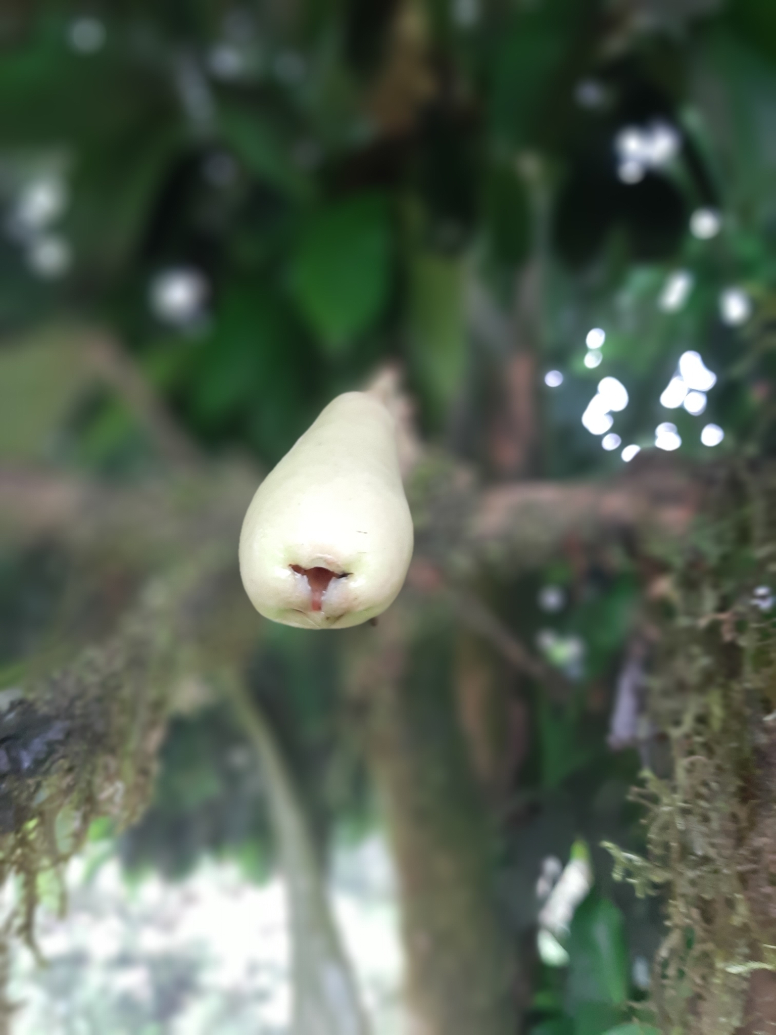 Syzygium malaccense image