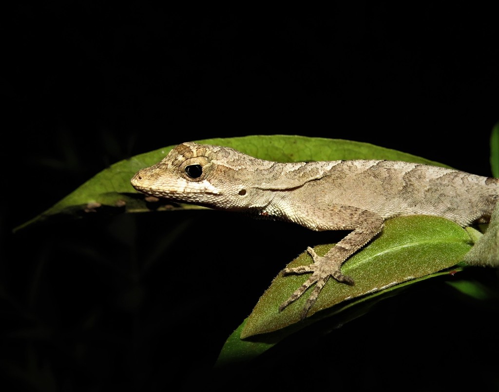 Brazilian Anole