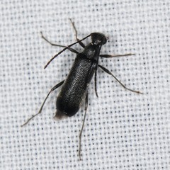 Grammoptera