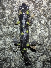 Ensatina eschscholtzii croceater