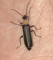 Podabrus flavicollis