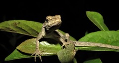 Anolis brasiliensis