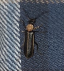 Podabrus flavicollis