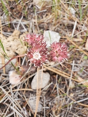 Horkelia tridentata