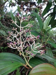 Miconia robinsoniana